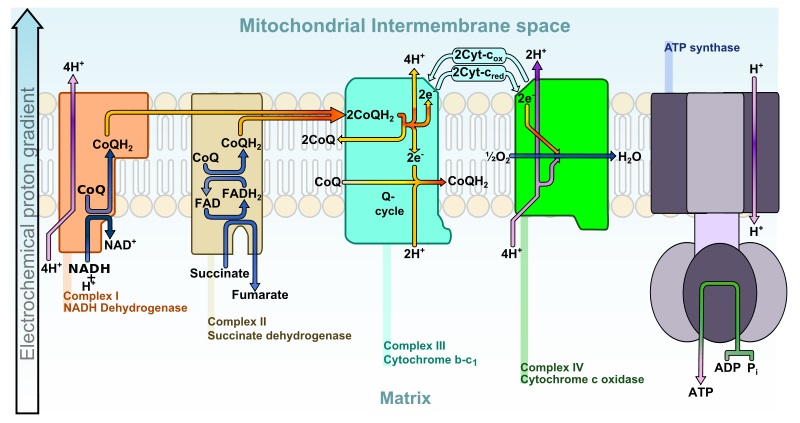 Electron transport chain