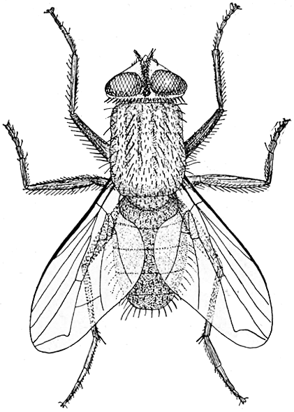 House Fly -Characteristics, Life Cycle and Control Measures – howMed