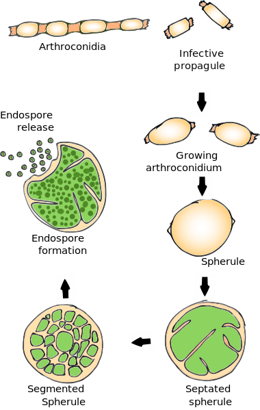 Life cycle of coccidioides