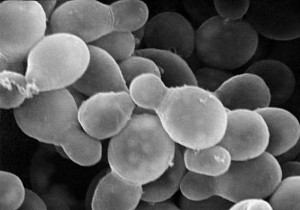 Scanning electron micrograph of Malassezia furfur
