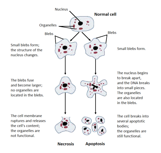 Structural changes of cells undergoing necrosis or apoptosis