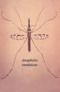 anopheles