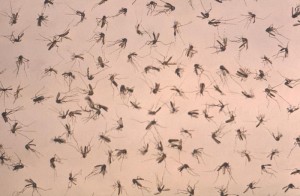 mosquitoes