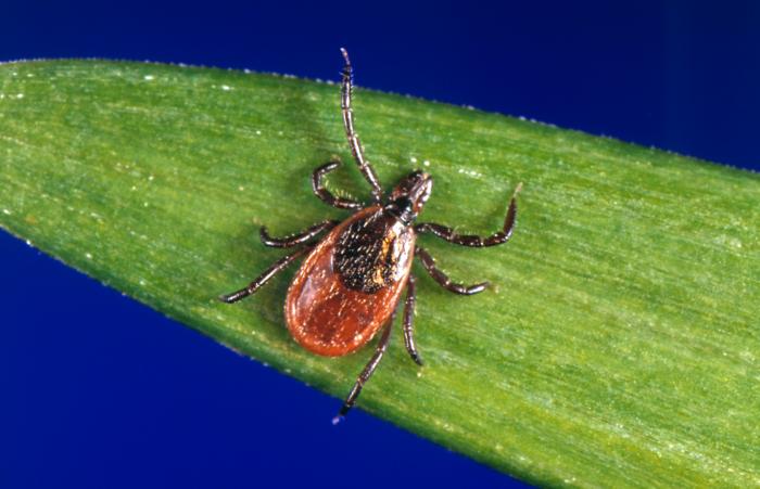 Ticks -Characteristics, Life Cycle and Control Measures – howMed