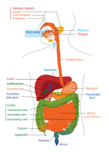 Digestive system