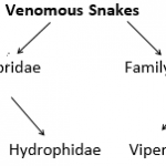 Case of Snake Bite