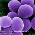 A Case of Fever and Wound Infection
