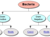 Bacteria Concept Map