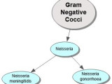 Gram Negative Cocci Concept Map