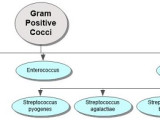Gram Positive Cocci Concept Map
