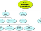 Non Enveloped RNA Viruses Concept Map