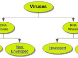 Viruses Concept Map