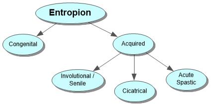 Entropion Concept Map
