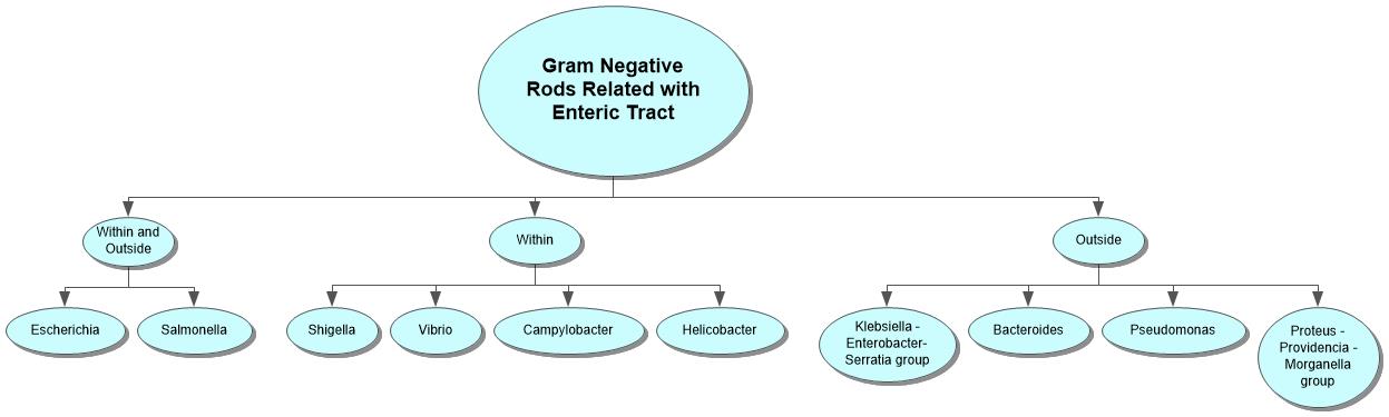 Gram Negative Rods Related with Enteric Tract Concept Map