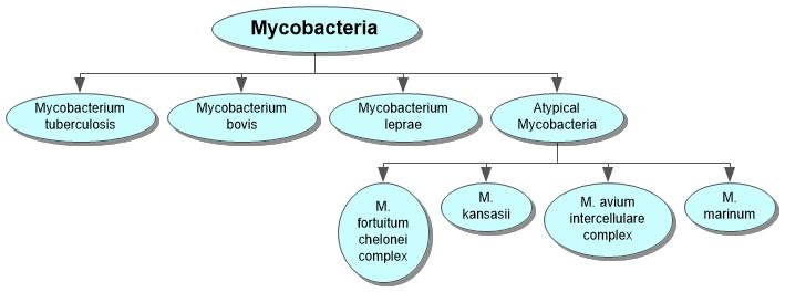 Mycobacteria Concept Map