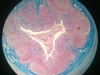 appendix-1