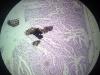 appendix-3