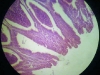 appendix-5