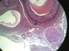 artery-vein-nerve-1