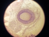 artery-vein-nerve-2
