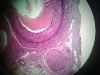 artery-vein-nerve-3