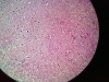 cerebral-cortex-3