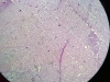 cerebral-cortex-4