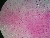 cerebral-cortex-6