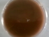 chocolate-agar-2