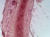 Elastic cartilage -3