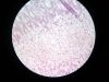 Simple columnar epithelium