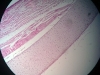 Hyaline cartilage -7