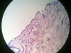 Lip -4