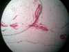 loose-aerolar-connective-tissue-4