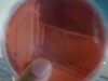 mac-conkey-agar-2