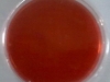 mac-conkey-agar-4