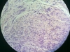 smooth-muscle