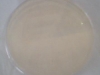nutrient-agar-2