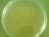 nutrient-agar-3