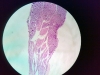 sensory ganglia