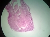 spinal-ganglia