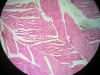 skeletal-muscle-1