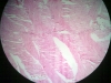 skeletal-muscle-2