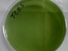 tcbs-2