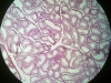 testes-2