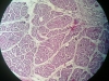 testes-3