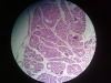 testes-8