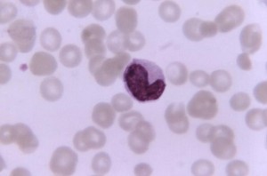 Monocyte