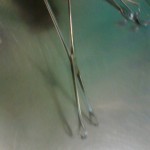 Sponge holding forceps