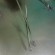 Rampley’s Sponge Holding Forceps